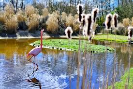 Trouwen in Friesland Zoo