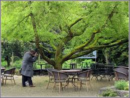 Trouwen in een Botanische tuin Venlo