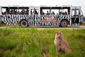 Trouwen in Safaripark Beekse bergen Hilvarenbeek