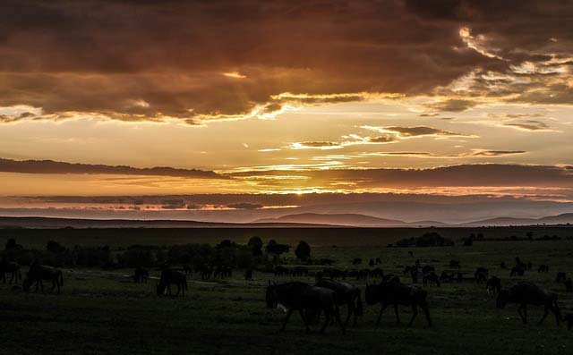 Afrika Masai