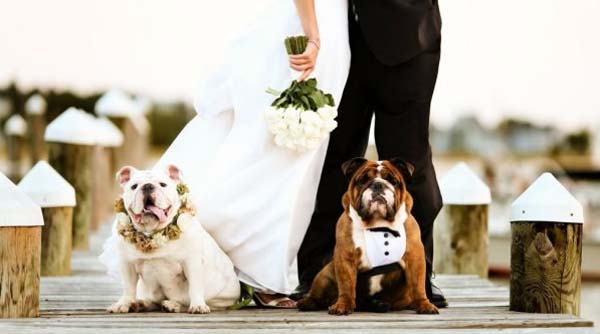 Tips je hond mee naar de bruiloft