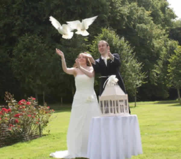bruidsduiven-uitvliegen