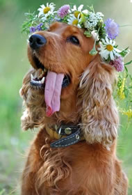 Hond-bloemenkrans-trouwceremonie