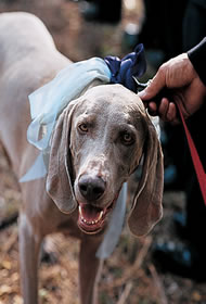 Hond-strik-bruiloft