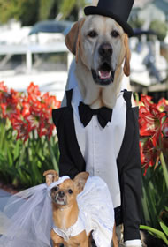 Hond-zwarte-strik-trouwceremonie